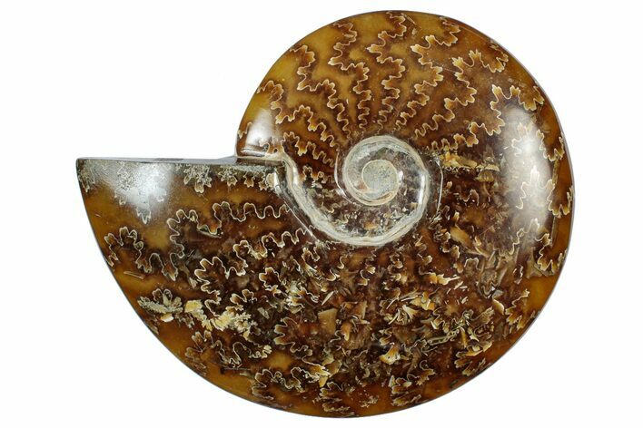 Polished Cretaceous Ammonite (Cleoniceras) Fossil - Madagascar #305959